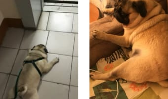 おっさん感が堪らん。クタクタに疲れたパグのお散歩後のルーティーンに癒される