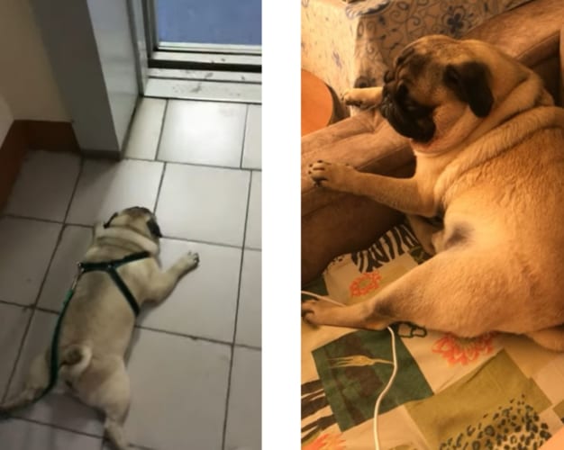 おっさん感が堪らん。クタクタに疲れたパグのお散歩後のルーティーンに癒される