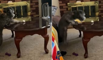 見てるこっちももどかしくなる・・・あとちょっとの場所にある紙のボールをどうしても取りたいワンコ