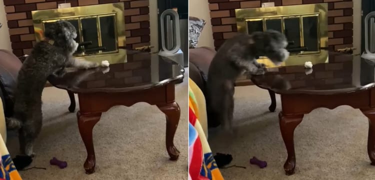 見てるこっちももどかしくなる・・・あとちょっとの場所にある紙のボールをどうしても取りたいワンコ