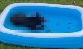 「暑いねえ・・・、ちょっとお邪魔するよ」こども用プールに涼みに来たのは・・・まさかの存在だった！！【動画・海外】