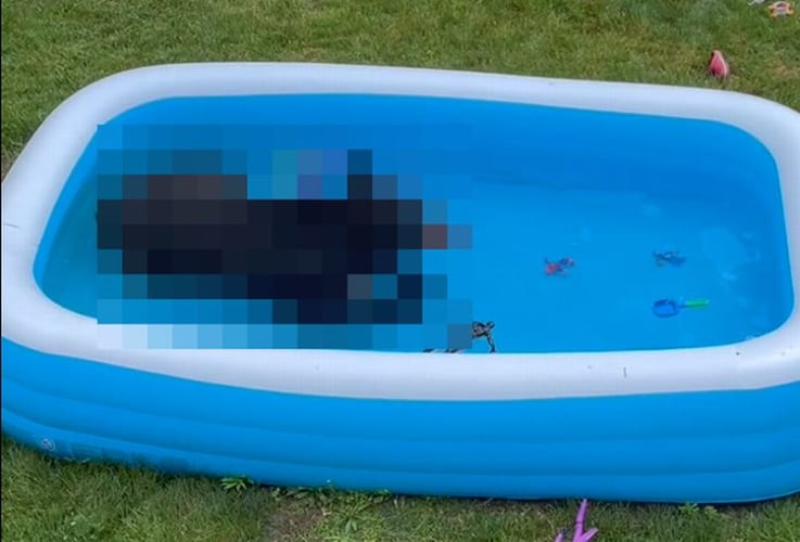 「暑いねえ・・・、ちょっとお邪魔するよ」こども用プールに涼みに来たのはまさかの存在だった！！【動画・海外】
