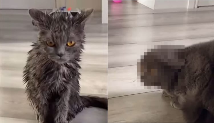 「私だ」「え？どちら様です？」シャワー後のきょうだいの姿に困惑するニャンコ