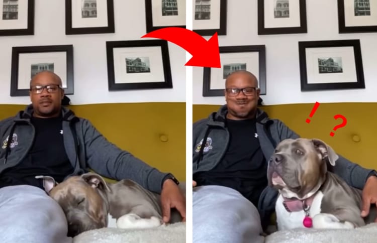 爆睡中のワンコが目覚める魔法のワード「〇〇〇」とは？ワンコの反応に癒される