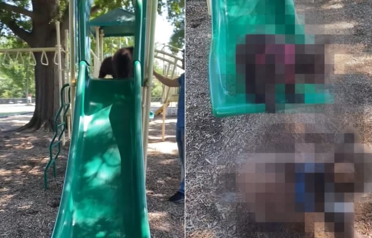 滑り台から降りてきてかわいい姿を見せてくれたのは・・・なんと『あの動物』でした！