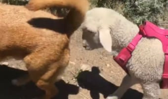 ワンコと一緒に散歩するようになったのは・・・迷子だった子羊ちゃんです！