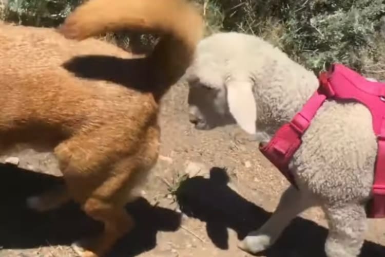 ワンコと一緒に散歩するようになったのは・・・迷子だった子羊ちゃんです！