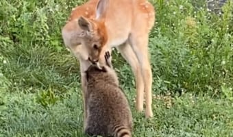 救助された小鹿ちゃんとアライグマさん、一緒に暮らすうちにすっかりお友達になりました！