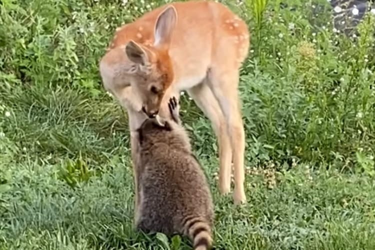 救助された小鹿ちゃんとアライグマさん、一緒に暮らすうちにすっかりお友達になりました！