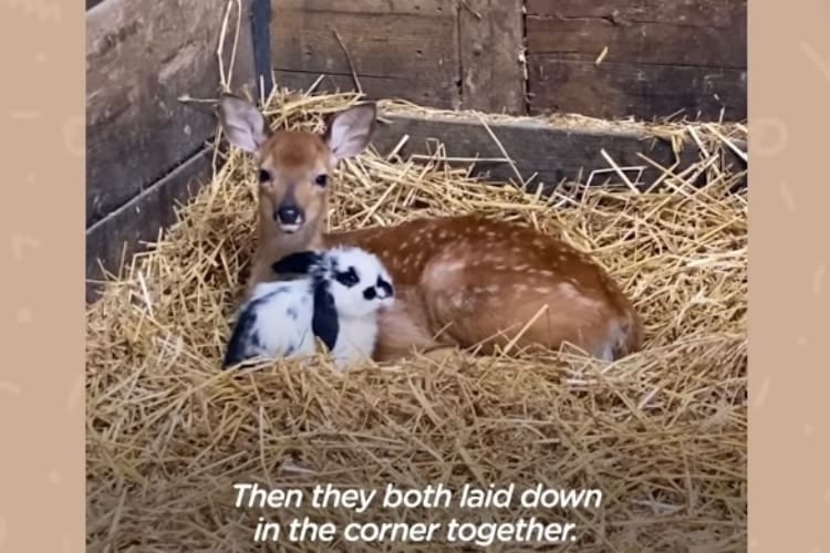 【赤ちゃんたちの友情物語】ひとりぼっちだった子鹿ちゃんは、子ウサギちゃんと友達になりました！