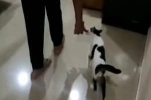 「こっちに来てニャ」我が子を飼い主さんの家族にお披露目したいニャンコが、赤ちゃんの場所へ案内してくれました！