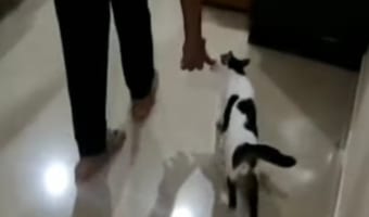 「こっちに来てニャ」我が子を飼い主さんの家族にお披露目したいニャンコが、赤ちゃんの場所へ案内してくれました!