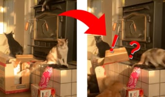 まったりしていたニャンコ達に事件が!急に落ちて来た衝撃の落下物とは!?