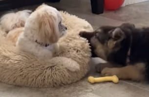 「ちょっとなにするのよ！」初めて会った子犬にベッドを噛まれたワンコが見せた反応がクレバーなものだった！！