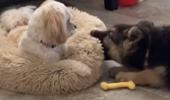 「ちょっとなにするのよ!」初めて会った子犬にベッドを噛まれたワンコが見せた反応がクレバーなものだった!!