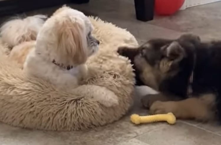 「ちょっとなにするのよ！」初めて会った子犬にベッドを噛まれたワンコが見せた反応がクレバーなものだった！！