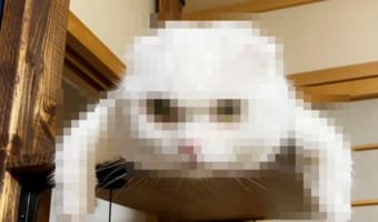 ポケモンの「イシツブテ」は実在する？！激写された写真にザワつく！！