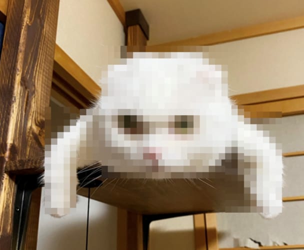 ポケモンの「イシツブテ」は実在する？！激写された写真にザワつく！！