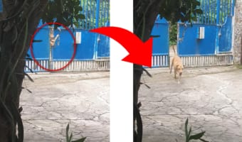 【天才犬現る】鍵付きの門を自力で開けてスマートに帰宅するワンコ!!