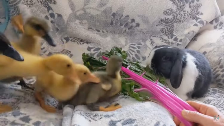 あらら・・・ウサギさんが平和にご飯を食べていたら、元気なアヒルのヒナたちが乱入してきました
