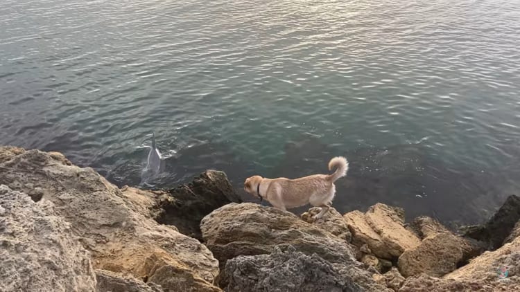 散歩中のワンコは、海岸である動物に出会いました