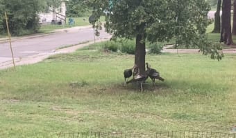 グルグルグ～ルグル。木の周りをまわる七面鳥たち・・・ナニコレ、七面鳥たちのブームなの？？