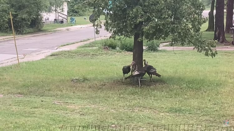 グルグルグ～ルグル。木の周りをまわる七面鳥たち・・・ナニコレ、七面鳥たちのブームなの？？