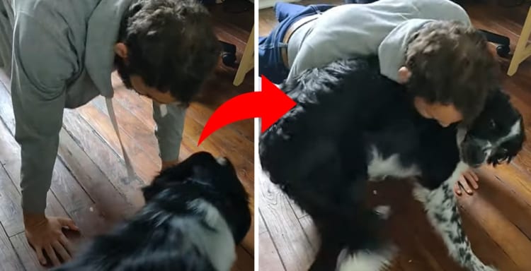 「なにしてるのか知らないけど遊ぼうよ！！」腕立て伏せする飼い主さんを全力で遊びに誘うワンコ