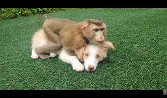 犬猿の仲とは一体・・・。ワンコが大好きなおサルさん!