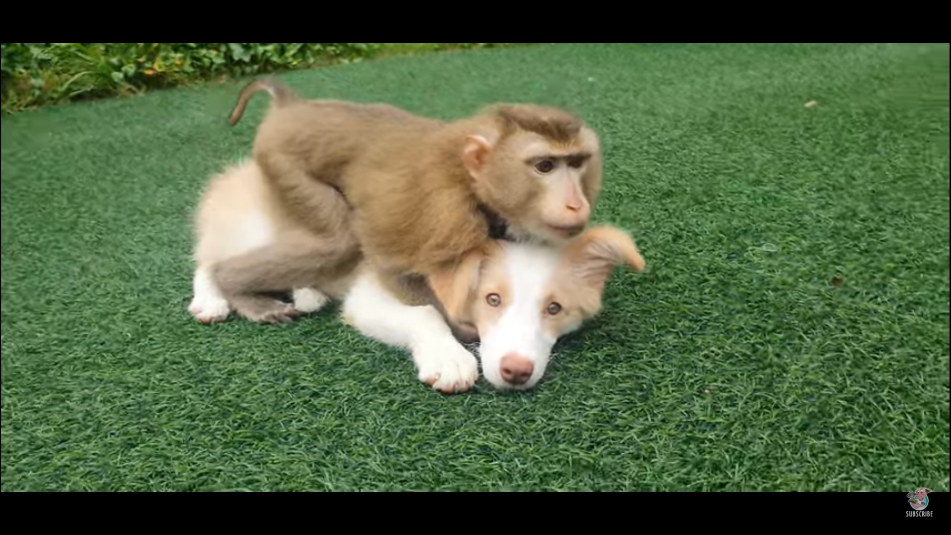 犬猿の仲とは一体・・・。ワンコが大好きなおサルさん!