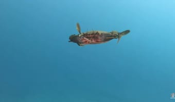 【マヂかよっ!】カニって海中を泳げるんだ・・・