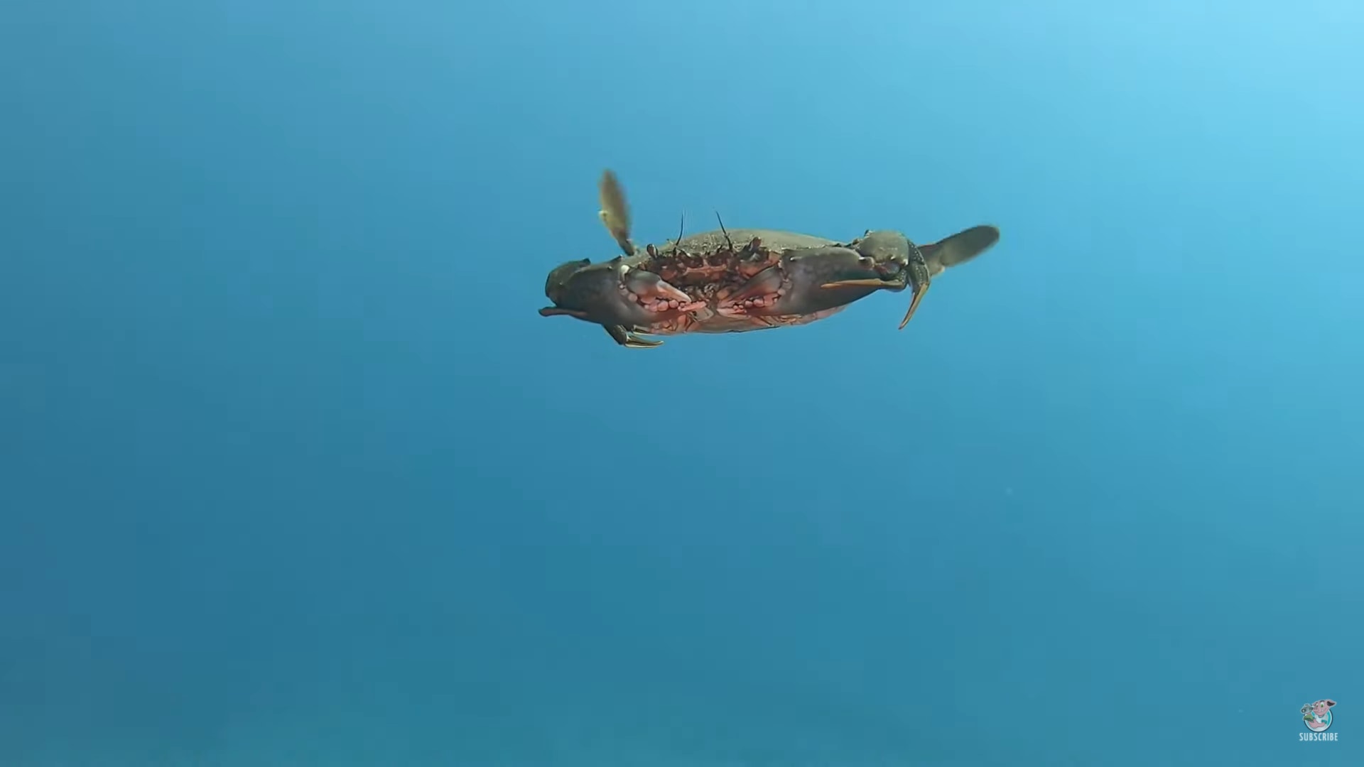 【マヂかよっ！】カニって海中を泳げるんだ・・・