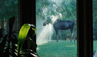 木漏れ日もあって幻想的。スプリンクラーで水浴びをするヘラジカ
