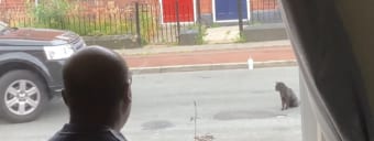 「そっちが避けていきなさいよ！」車が前に来ても絶対に道路の真ん中から動こうとしないニャンコ