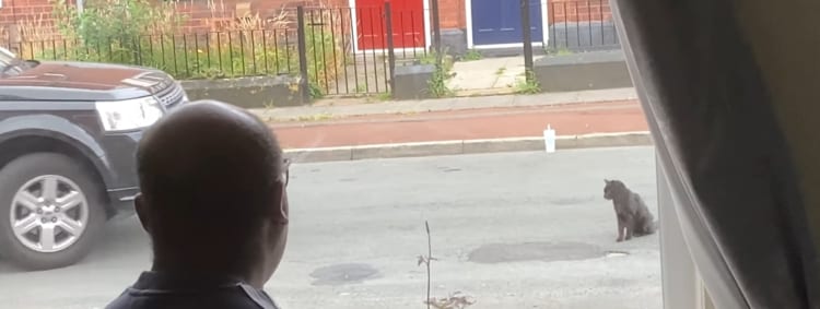 「そっちが避けていきなさいよ！」車が前に来ても絶対に道路の真ん中から動こうとしないニャンコ