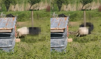 荒ぶるヒツジさん。そのケンカ相手は・・・なんと○○○でした！