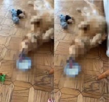 起きたくないけどミルクは飲みたい・・・、そんな横着者のワンコの導き出した答えがこちら！！