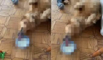 起きたくないけどミルクは飲みたい・・・、そんな横着者のワンコの導き出した答えがこちら!!