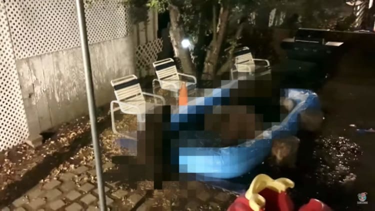 家族でナイトプールを堪能しに来たのは、なんと・・・『あの動物』でした！