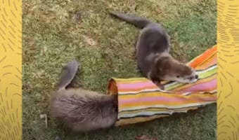 施設で出会ったビーバーとカワウソに、種を超えた友情が芽生えました!