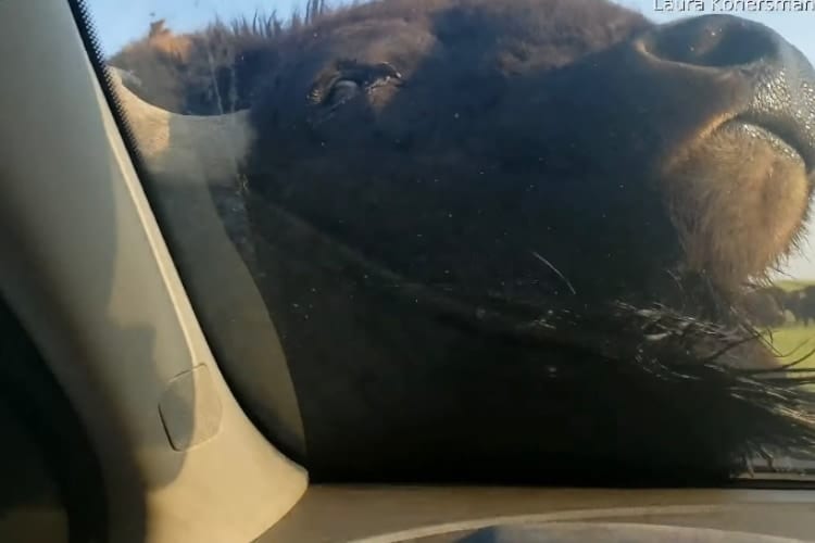 そんなことあるの？！巨体を誇るバイソンが車をゴシゴシと掃除をしてくれました！