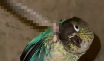 これは賢い!孫の手ならぬ〇〇を使って気持ちよさそうに頭を掻くインコ