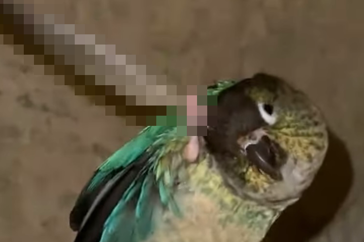 これは賢い！孫の手ならぬ〇〇を使って気持ちよさそうに頭を掻くインコ