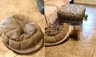 「カメさんだと思った?ブッブ~!あたしでした!!」ひっくり返したベッドを被って練り歩く〇〇〇がとってもかわいい!