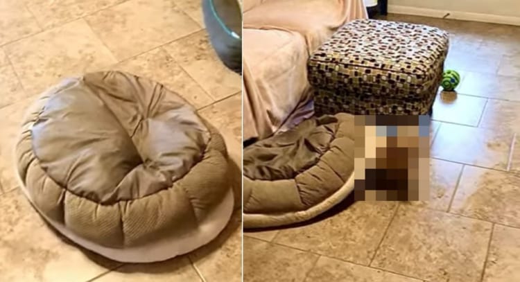 「カメさんだと思った？ブッブ～！あたしでした！！」ひっくり返したベッドを被って練り歩く〇〇〇がとってもかわいい！