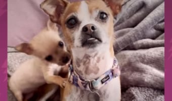 子犬にワンコたちがタジタジ？！見た目と立場が逆転した構図がおもしろい