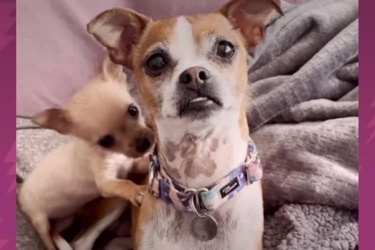 子犬にワンコたちがタジタジ？！見た目と立場が逆転した構図がおもしろい