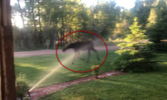 芝生の水やりをしていたら・・・とんでもないお客さんが水を求めてやって来た！！