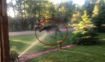 芝生の水やりをしていたら・・・とんでもないお客さんが水を求めてやって来た!!