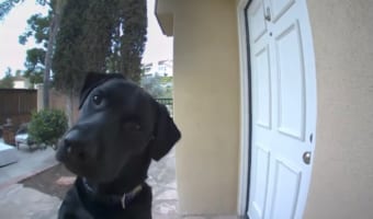 「どこにいるの??」飼い主さんの声はするけど姿が見えなくて不思議がるワンコがキュート!